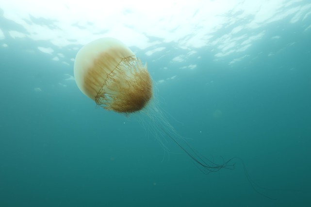 青岛海底小纵队在哪里,舟山海底小纵队