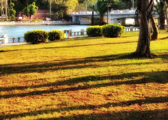 鸽群飞翔,鸽群翱翔蓝天视频