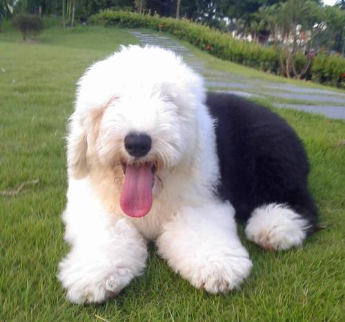 经济条件不好可以养金毛吗,如果经济不允许阿拉斯加犬吃什么