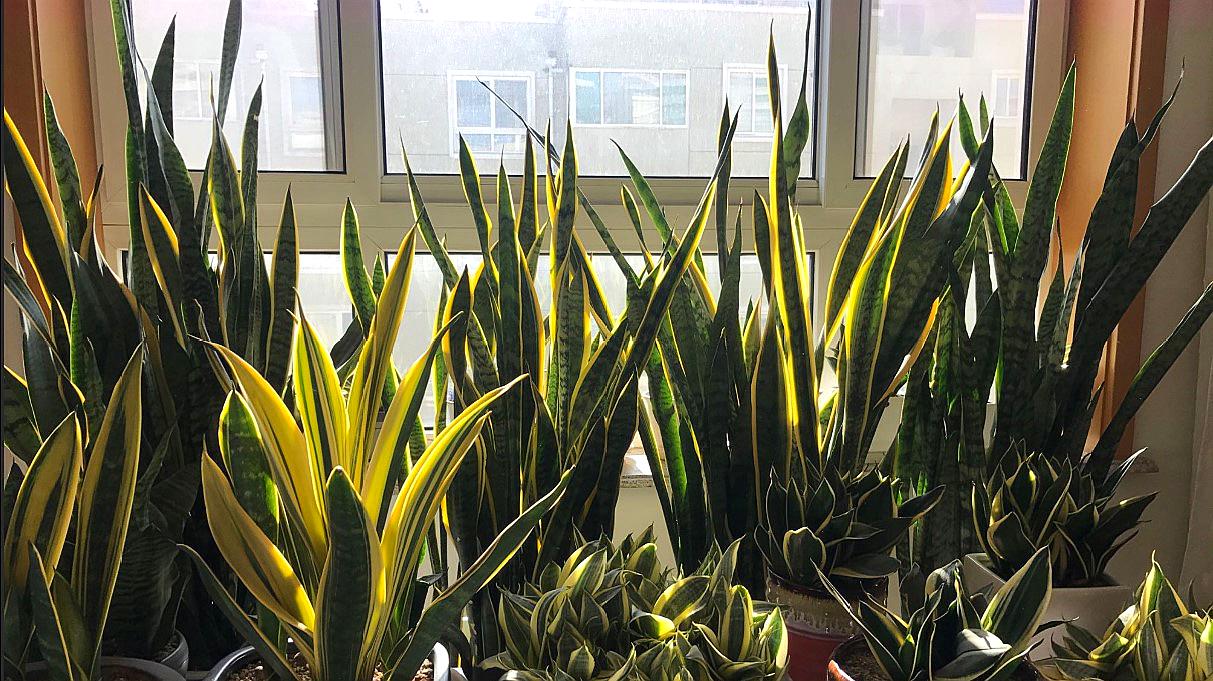 适合邻居养的十种花,养这7种花大人小孩都能养好