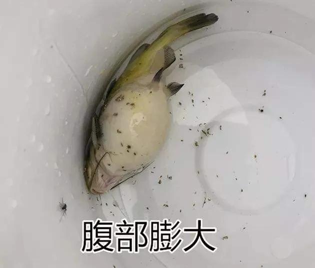 黄颡鱼发病和饲料关系,黄颡鱼爆病的原因