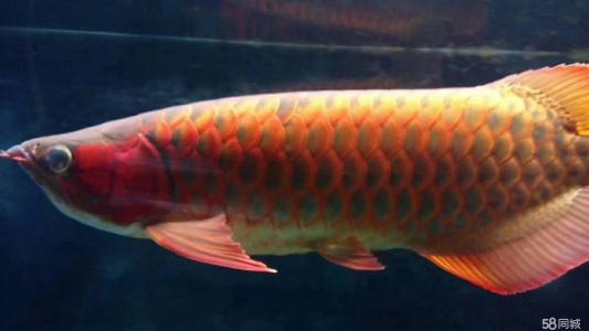 观赏鱼预防疾病用什么药,观赏鱼升温有什么用