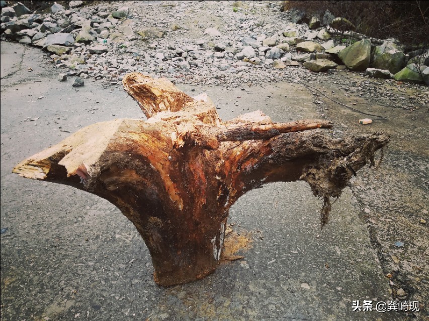 根雕小茶桌泡茶,用根雕茶桌喝茶