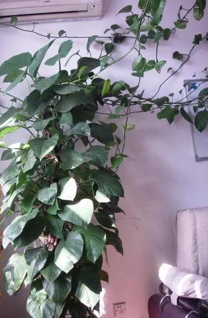 绿萝冬天蔫了软趴趴的怎么回事,绿萝冬天放在泡沫箱里能过冬吗