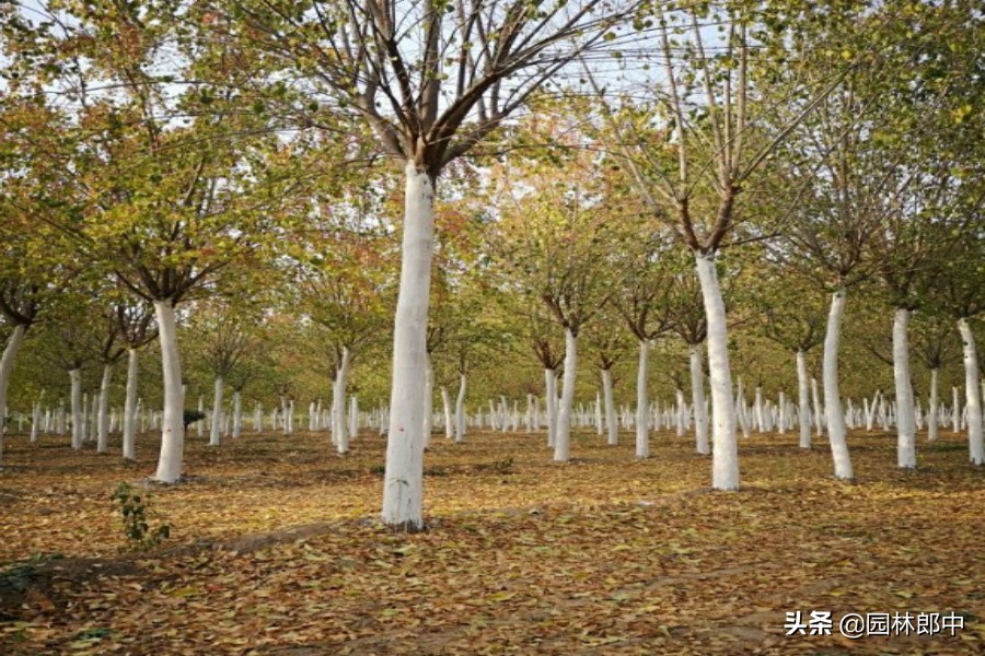 丝棉木树皮开裂原因,桦木容易开裂吗为什么