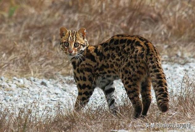 铁狸子学名是什么,铁狸子是什么样的动物