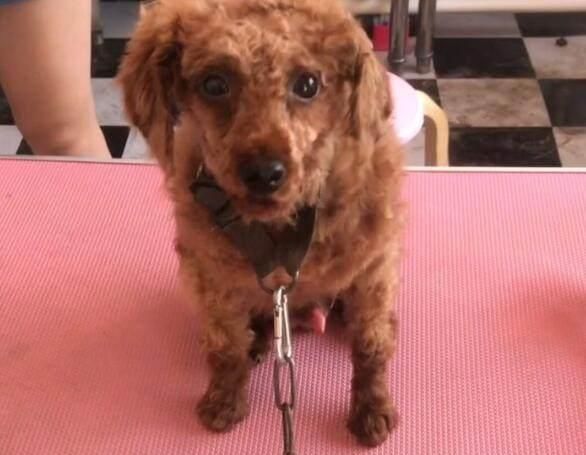 泰迪老是毛发打结怎么办,泰迪毛发打结