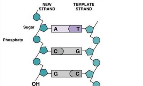火化后的骨灰能检测dna吗,火化后骨灰能做dna检查吗