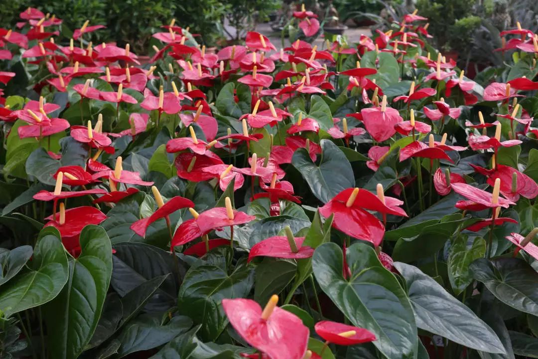 玩转第十八届长春农博会,2019长春冬季农博会票价