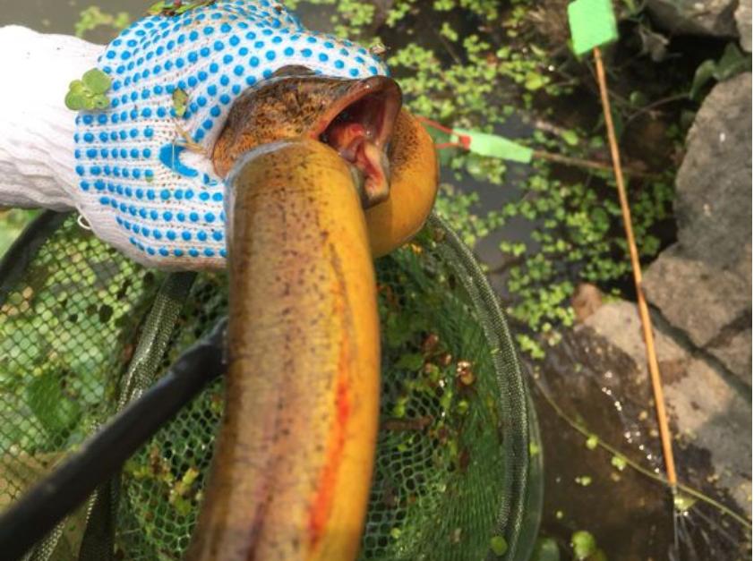 男子田野边挖到一条血红的黄鳝,湖南农民挖出巨型黄鳝