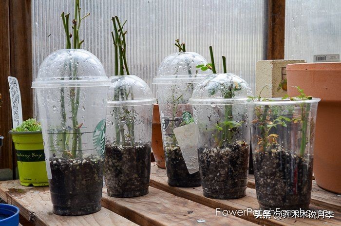 红双喜月季是扦插好还是嫁接好,藤本月季嫁接的好还是扦插的好