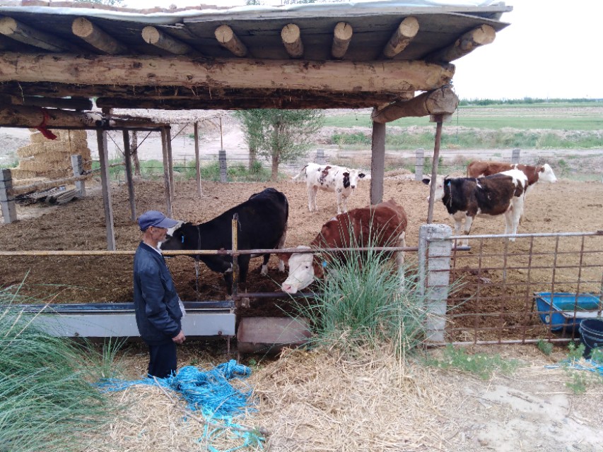 借钱养牛的风险有多大,养鸡养猪养牛哪一个风险大