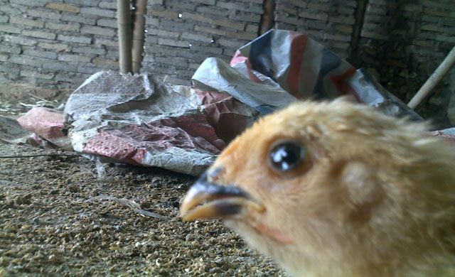 鸡眼睛肿是什么情况怎么治疗,鸡眼睛流眼泪流脓还肿什么病