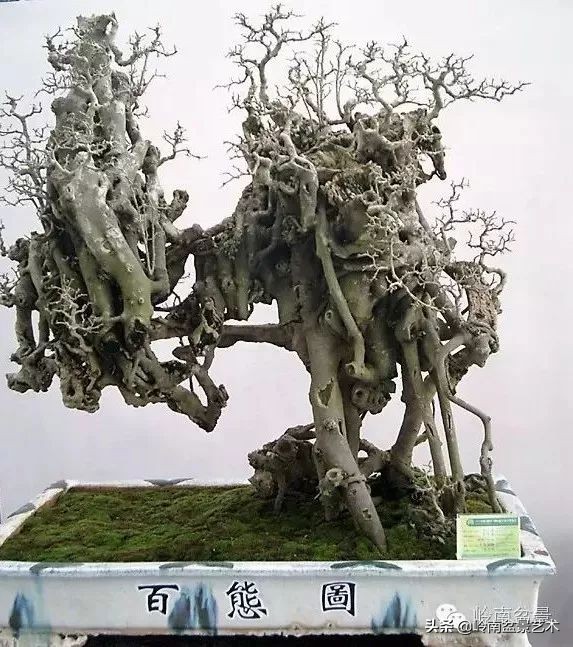 我喜欢的榕树盆景,泉州榕树盆景