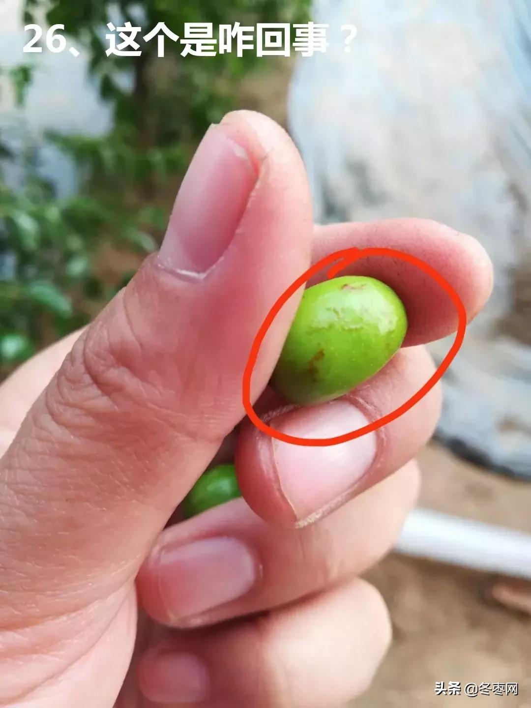 枣树环剥后多少天可以浇水,枣树环割以后多久才生理落果愈合