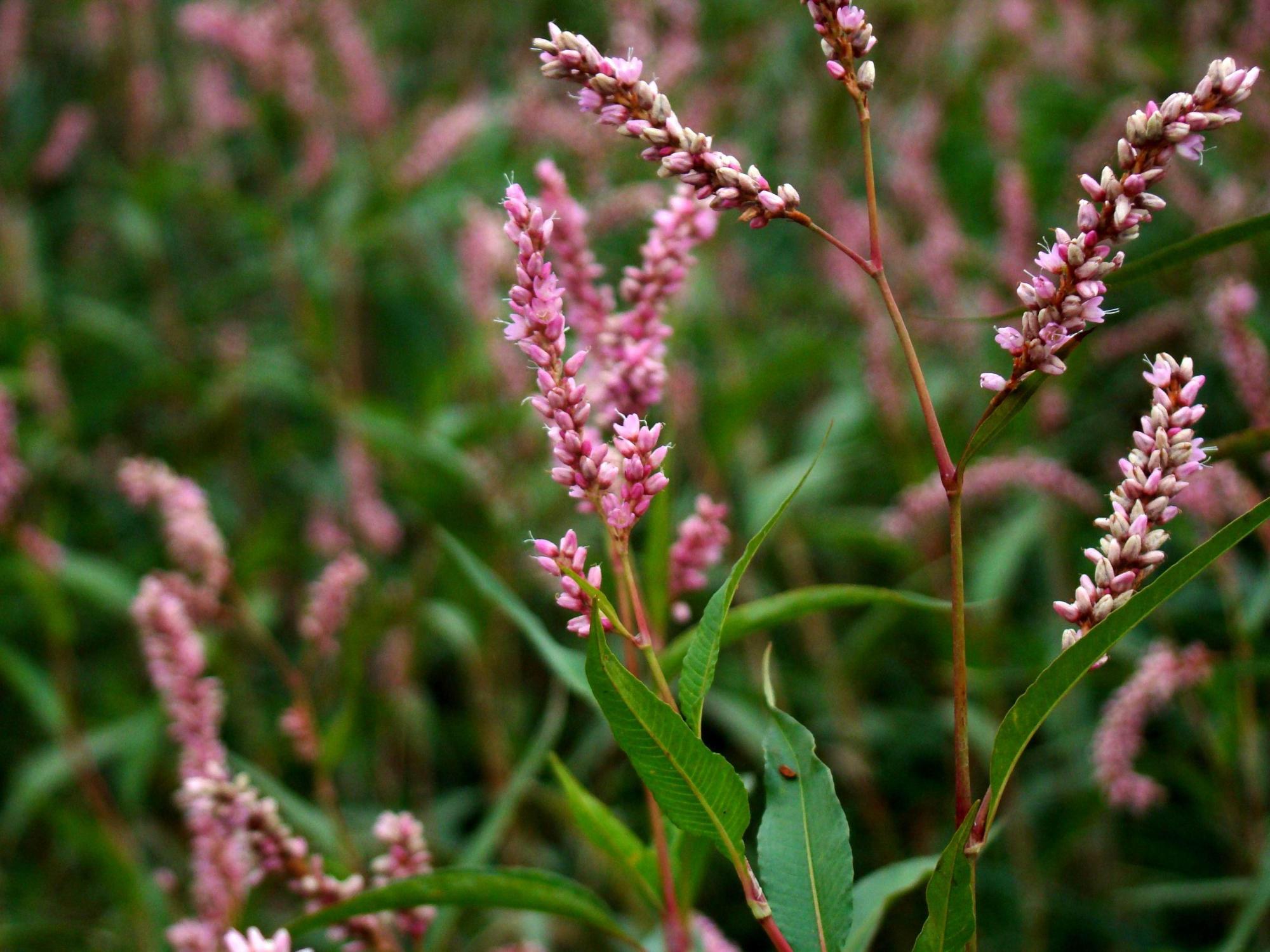 辣蓼草为什么可以醉鱼,野生辣蓼草