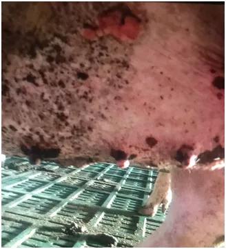 母猪胀气吐血死亡的原因,母猪产仔后猪胀肚急救