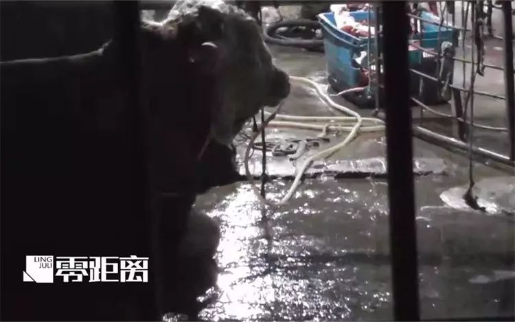 给活牛注水致死牛肉能吃吗,活牛注水后的牛肉