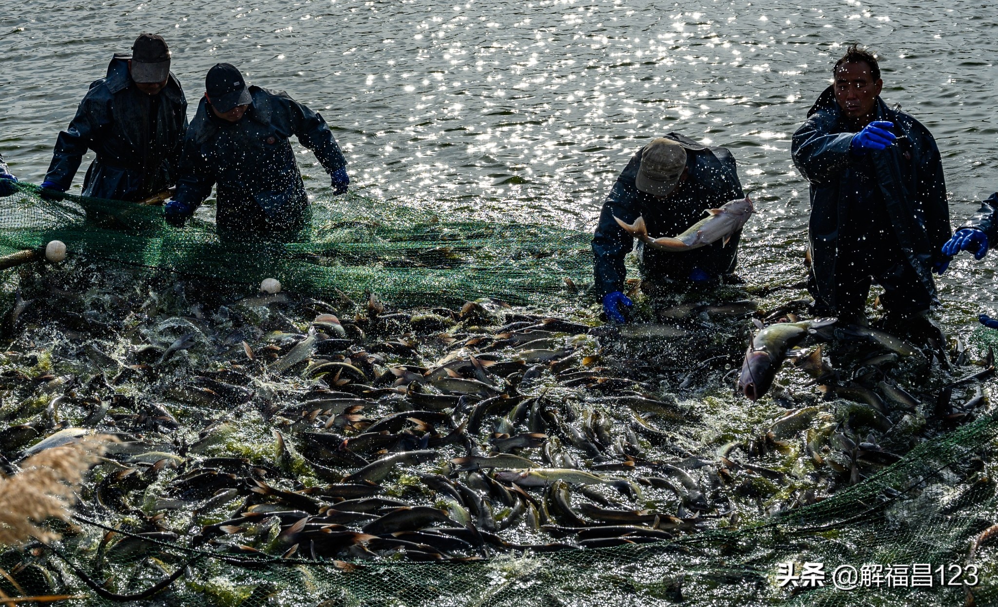 农村承包鱼塘养鱼一年能赚多少钱,5000亩的鱼塘养鱼一年能挣多少钱