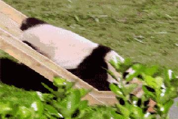 国内可以看熊猫吗,看熊猫要到哪里看