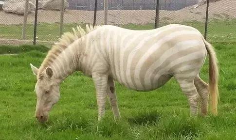 致命的60种动物,60种没见过的动物