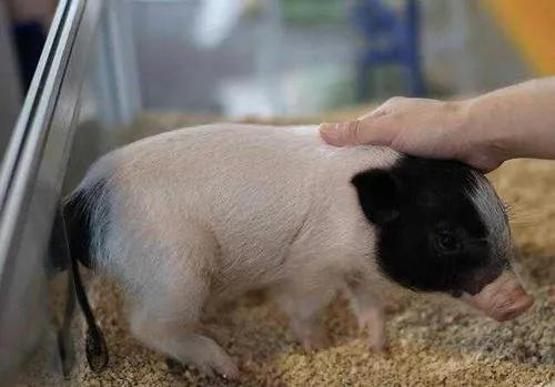 本土猪灭绝背后的故事,中国土猪要灭绝吗