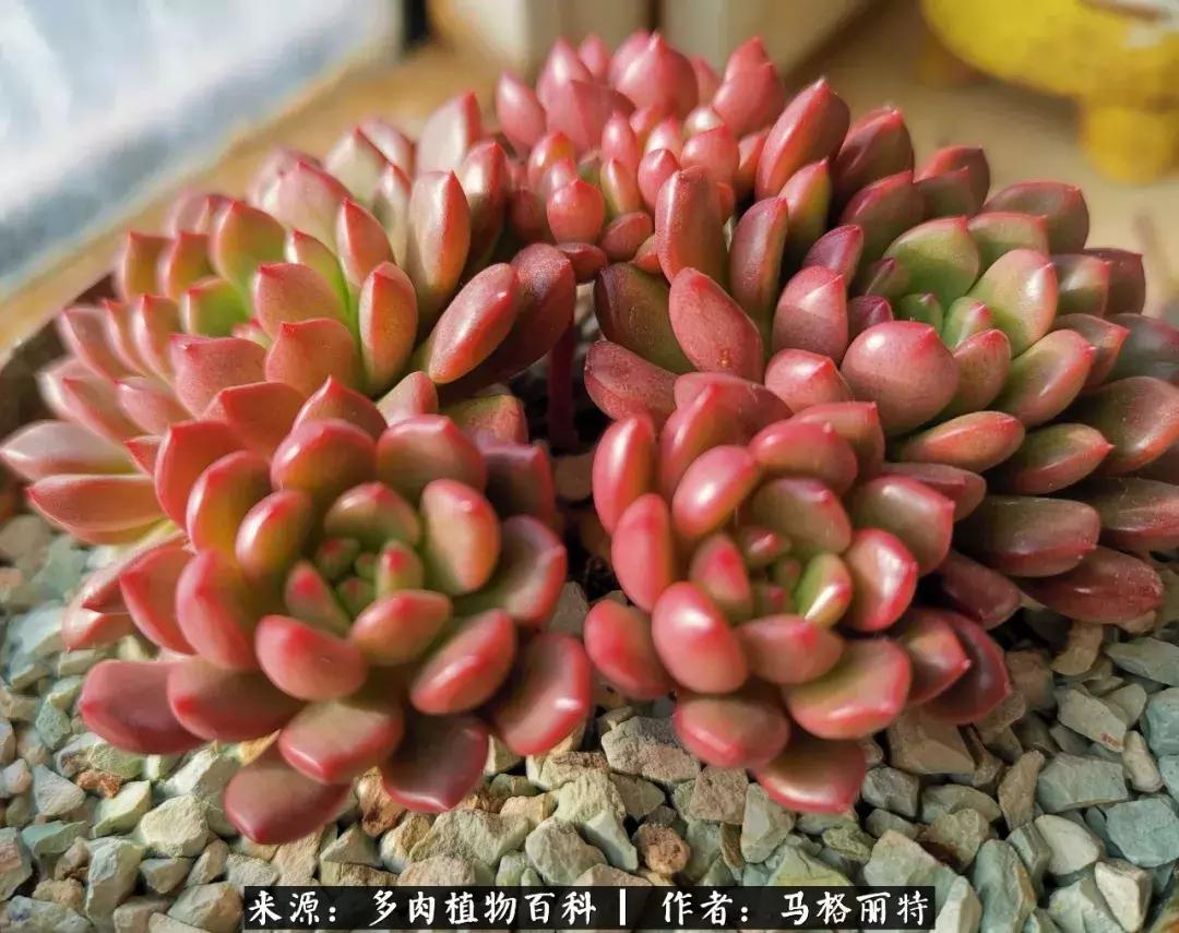 北方阳台多肉怎么过冬,北方阳台多肉