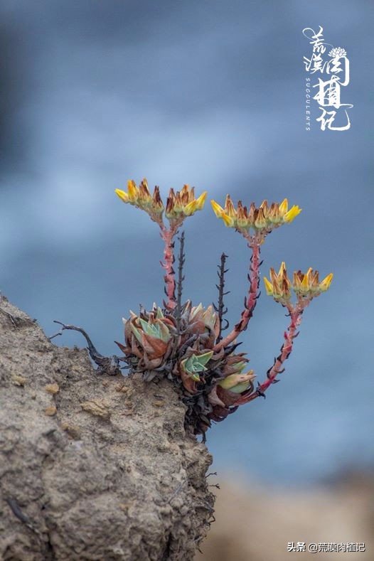 美国加州海岸仙女杯偷盗,美国加州仙女杯产业