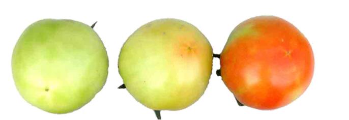 西红柿转色慢怎么解决,西红柿转色的最佳温度