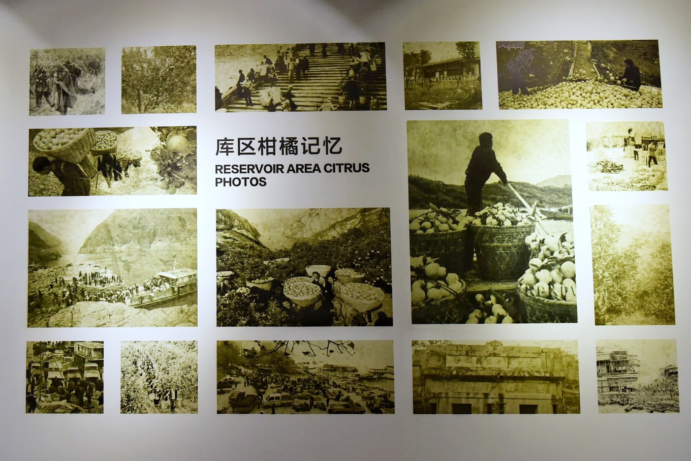 重庆市忠县柑橘园,柑橘之乡忠县