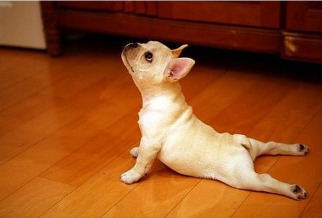 斗牛喜欢小刺猬,斗牛老是输是什么原因