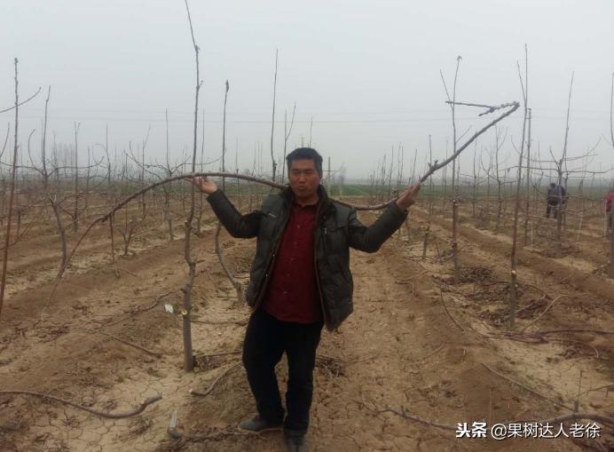 樱桃好吃树难栽下一句谚语是什么,樱桃好吃树难栽后一句是啥