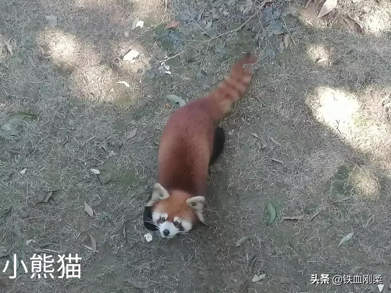 西双版纳景洪景区介绍,西双版纳景洪旅游胜地