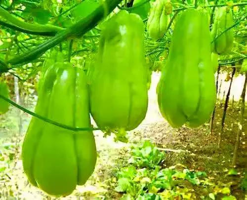 纯真年代（15）贵州安顺佛手玉润念佛手瓜