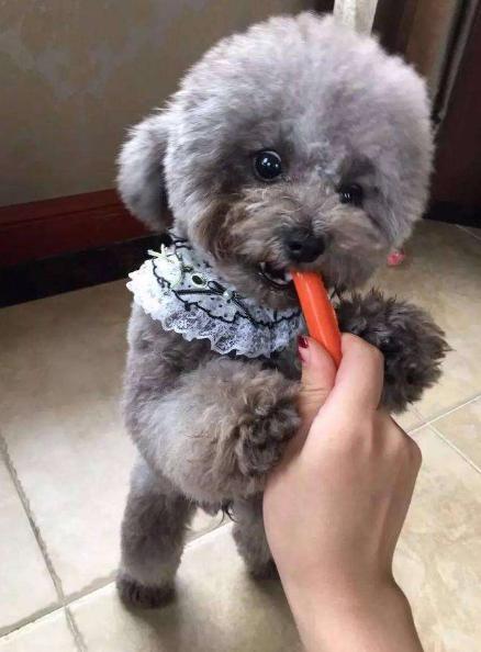 新手养泰迪要避免哪些错误,养泰迪必须知道的事