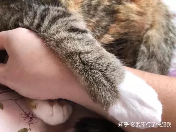 如果舔猫一口猫会怎样,猫猫能舔到全身吗