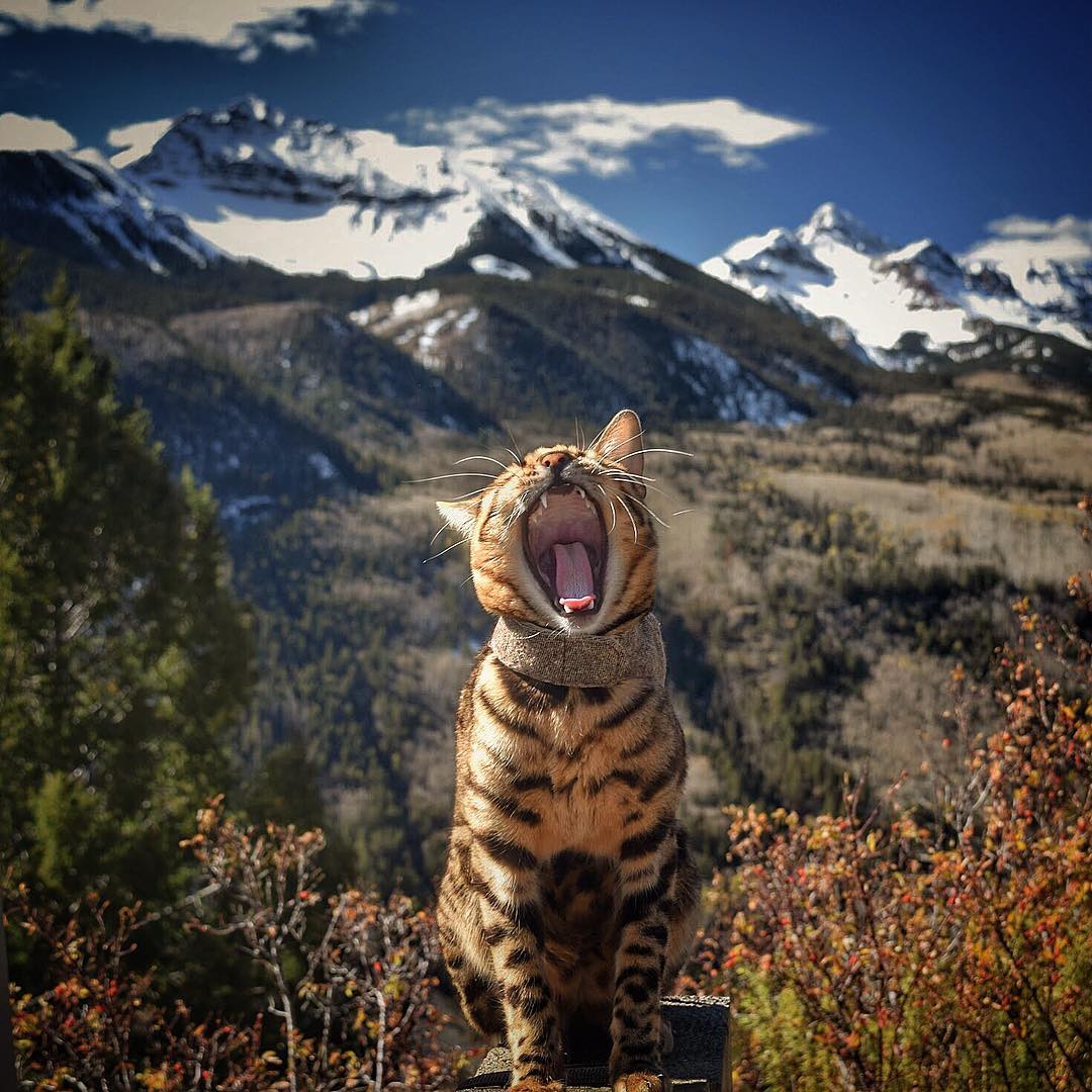 养猫咪的铲屎官猫咪都长什么样,铲屎官的猫咪有多离谱