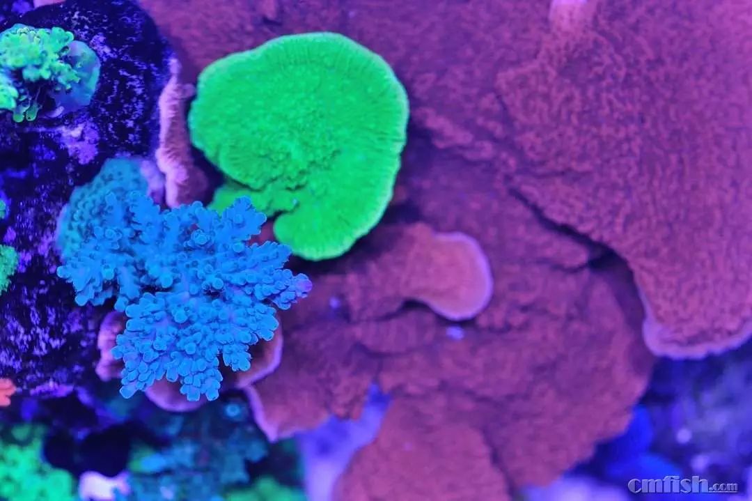 kelo海水灯,kelo灯测评