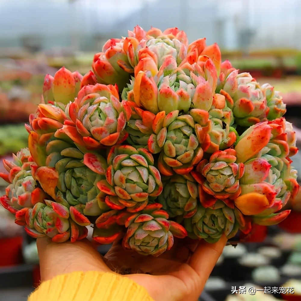 多肉冰梅老桩养殖方法,夏季冰梅多肉怎么养