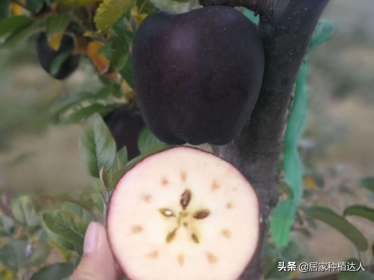 湖北适合种植的耐旱耐寒的坚果树,当今既抗寒又耐高温四季常绿树