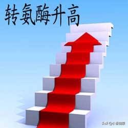 转氨酶高排除乙肝还需要查什么,谷丙转氨酶偏高是否能确定有乙肝