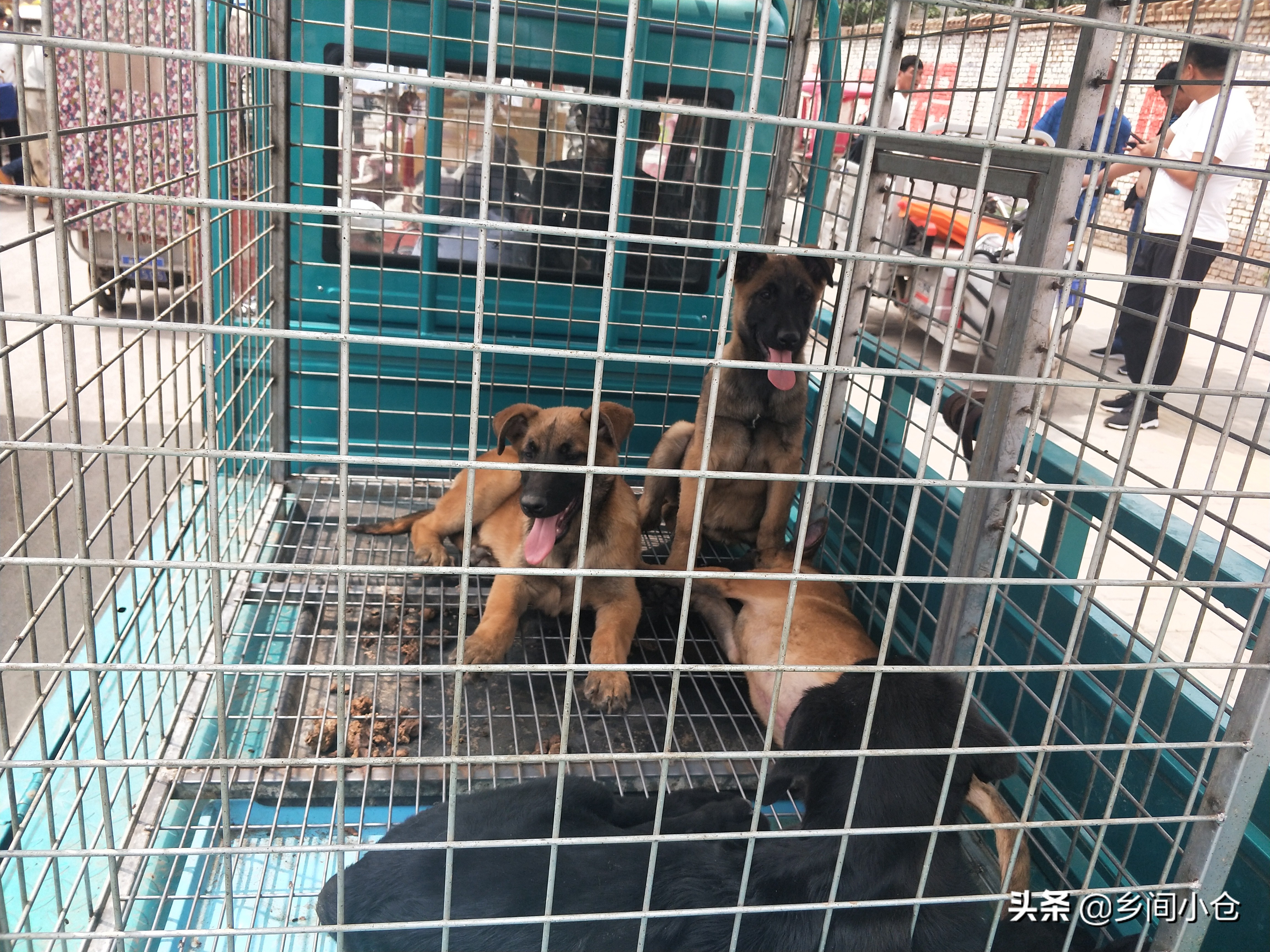 小妹子逛狗市遇到没见过的品种,大型狗市都有什么品种