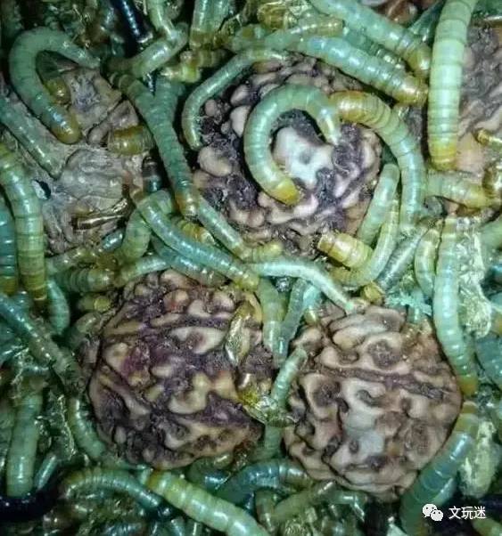 菩提手串长毛发霉有危害,菩提手串长虫子对我们有什么危害