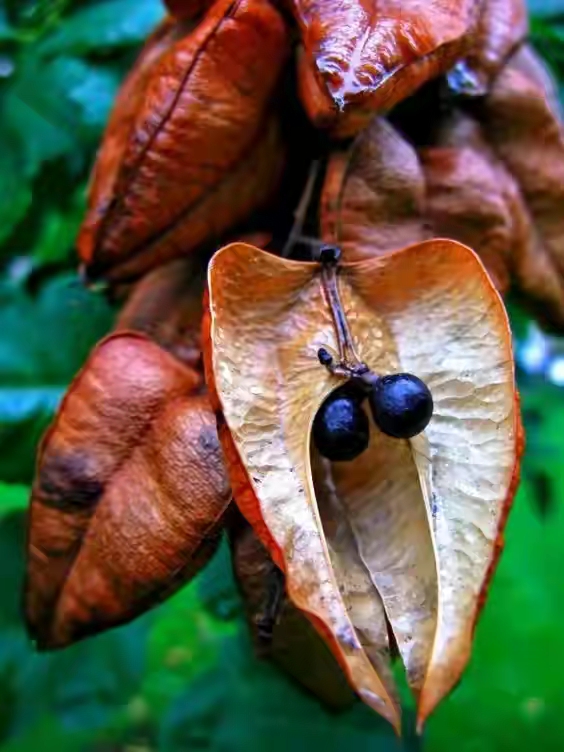 世界十大珍贵的植物图片,世界上罕见的名贵植物图片