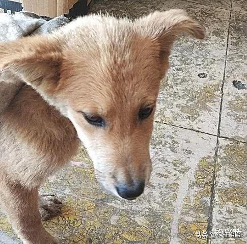 狗狗一直仰头不停哆嗦,狗狗一直呜咽口中有粘液站立困难