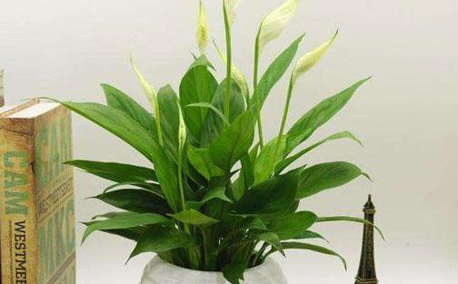 种花如何防烂根,烂根花草的养殖方法