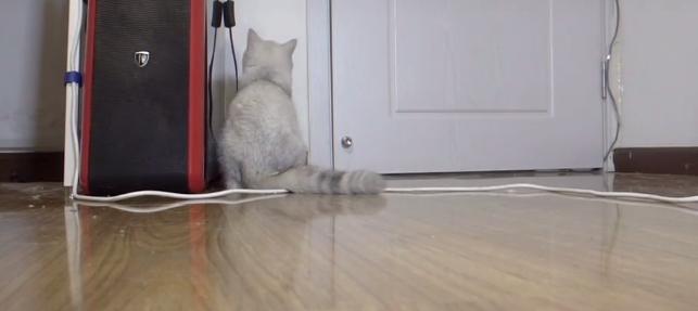 把猫咪独自留在家中是什么反应 (把猫咪独自放在家猫咪会伤心吗)