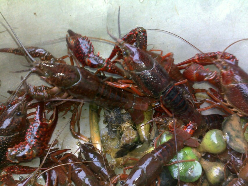 澳洲小龙虾养殖需要注意什么,小龙虾的运输注意事项