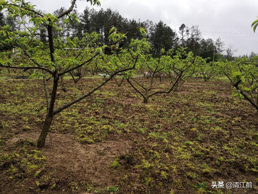 保果肥的最快解决方法,贪吃一口竟然带来这样的后果