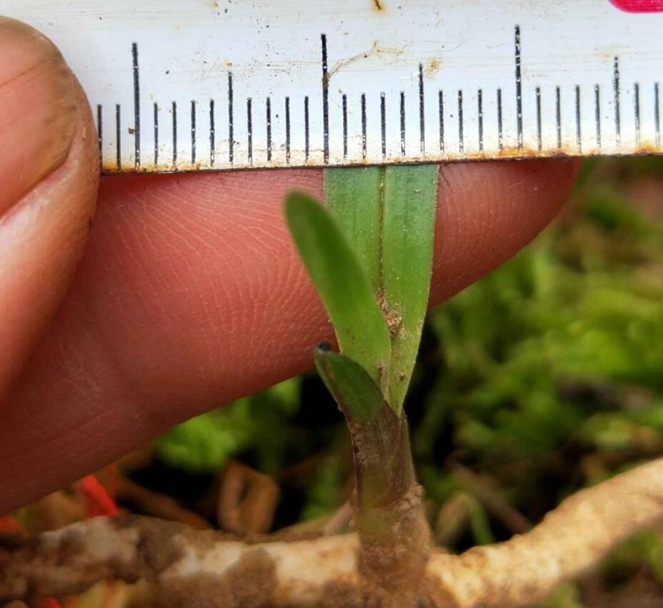 兰花龙根，另类的“赌石”，花上千去赌草，你愿意吗？